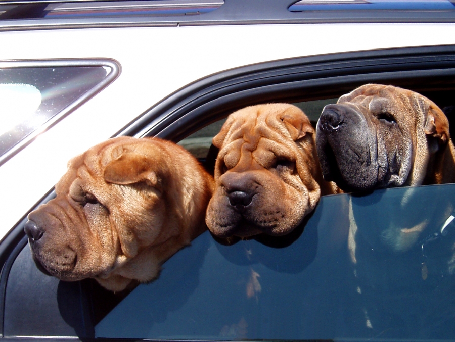 Glaucome du shar peï : nouveau test ADN