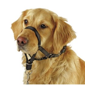Licol chien