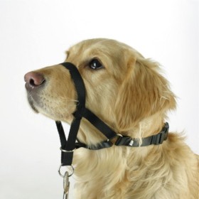 Licol chien