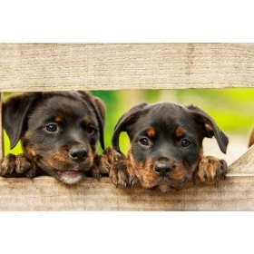Formation Optimiser la reproduction naturelle et artificielle chez la chienne