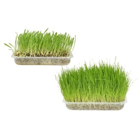 Herbe à chat