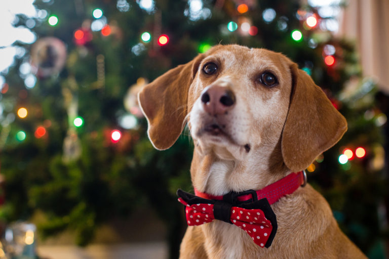 Période de Noël : les dangers à éviter pour vos chiens et chats