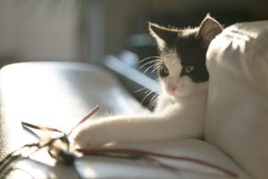 Le chat d'appartement et les doudous : pourquoi en a-t-il besoin ?