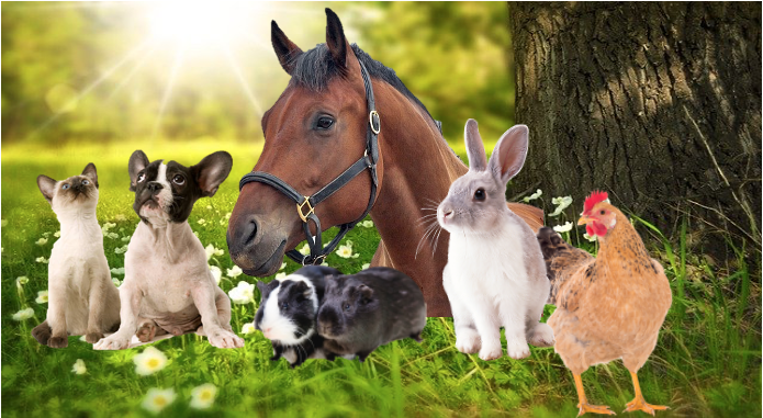 Matériel Animalerie